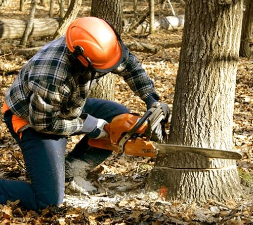 Tree Removal in New Galilee, PA